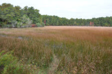 Photo of Ashumet Holly & Wildlife Santuary Photo of Ashumet Holly & Wildlife Santuary