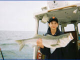 Logo for Blue Fin Charters Logo for Blue Fin Charters