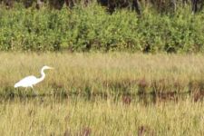 Photo of Crane Wildlife Management Photo of Crane Wildlife Management