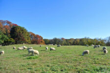 Photo of Peterson Farm Photo of Peterson Farm