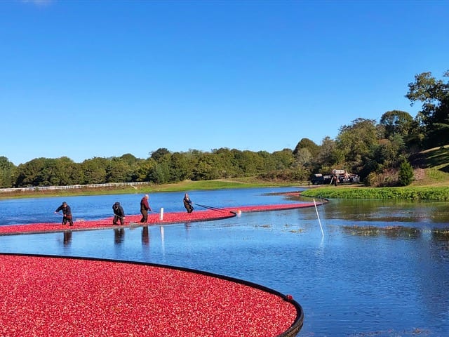 Cape Cod Cranberry Harvest