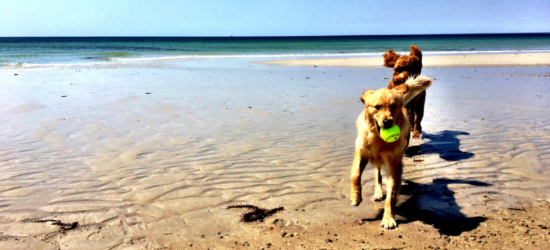 Just for Pets Falmouth Visitor