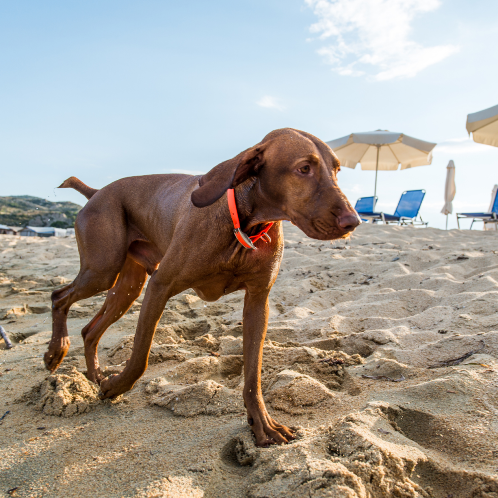 a-dog-friendly-adventure-to-falmouth-falmouth-visitor